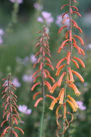 Image result for Kniphofia thomsonii