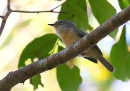 Image result for Newtonia