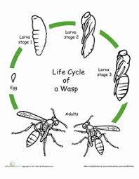 Color The Life Cycle Wasp Worksheet Education Com Life Cycles Animal Life Cycles Science Life Cycles