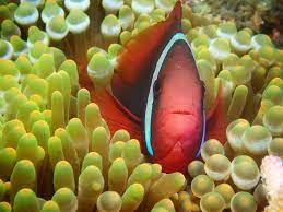 Anemones Are Fish Eating Animals That Look Like Underwater Flowers And Have Hundreds Of Poisonous Tentacles Clow Underwater Flowers Clown Fish Dive Resort