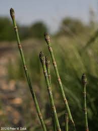 Image result for Hydrothauma manicatum