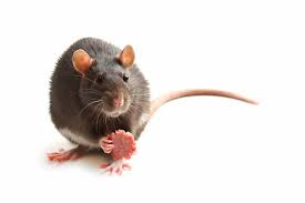 Knowing what your rat can and cannot have is important. What Do Pet Rats Eat A Complete Guide Thepetsavvy Com