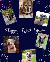 Many of our past adoptive families say, they seem to know that you are their rescuer. if you have the social responsibility to adopt a shelter dog. Almost Home Rescue