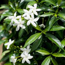 Image result for Tabernaemontana brachyantha