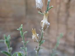 Image result for Anticharis