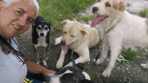 Hotel e creche para cães Fatiminha