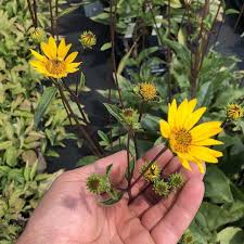 Image result for Helianthus