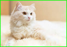 Jika iya, kamu harus apa arti di balik mimpi tersebut karena mimpi kucing banyak sekali artinya dari yang bersifat positif maupun negatif. 145 Nama Cantik Untuk Kucing Betina Kesayangan Anda Daftarhewan Com