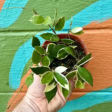 Image result for Olax aschersoniana