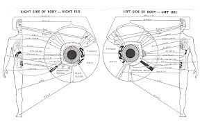 sclerology chart sclerology eye chart iridology chart