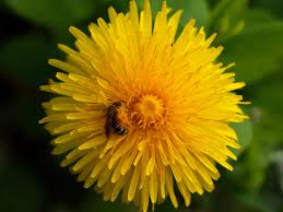 Image result for Taraxacum sp.