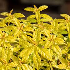 Image result for Aloysia citrodora