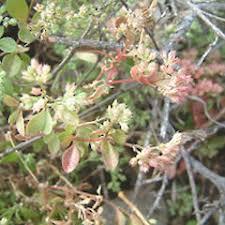 Image result for Polycarpon tetraphyllum