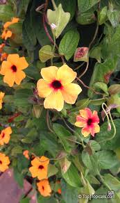 Image result for Thunbergia alata