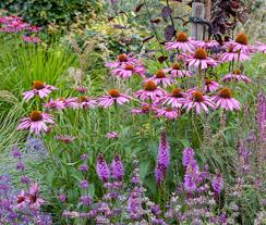Image result for Echinacea purpurea `Magnus`