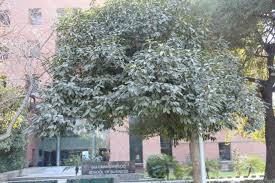 Image result for Mimusops elengi