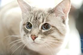 Atopica comes in a bottle. Remedies For Worms In Cats Thriftyfun