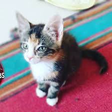 This method isn't foolproof, however, because if the culprit's. Felida Instagram Posts Gramho Com