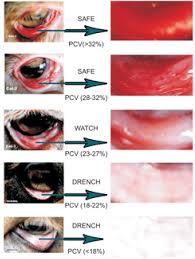 Colour Chart For Visual Screening Of Sheep In Different