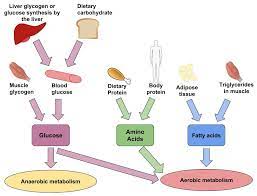Figure 5.4 aerobic and anaerobic energy systems. Fuel Sources For Exercise Nutrition Science And Everyday Application