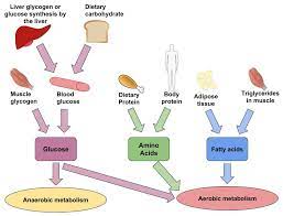 Carbohydrates provide fuel for the central nervous system and energy for working muscles. Fuel Sources For Exercise Nutrition Science And Everyday Application