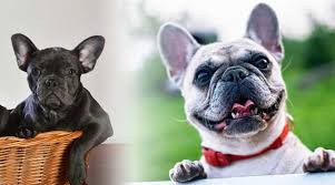 Does your french bulldog bark a lot? French Bulldog Breed Information Inside Dogs World