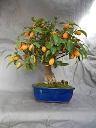 Originally native to china three varieties of kumquat are grown commercially in the united states and you can too if you live in. Bonsai Citrus Kumquat Hauteur 45 Cm 16 Ans Poterie 26 X 20 Cm Provence Bonsai