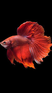 Apple Iphone 6s Wallpaper With Super Red Halfmoon Betta Fish And Dark Background Bojcovaya Rybka Betta Krasochnye Ryby