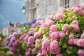 Image result for Hydrangea