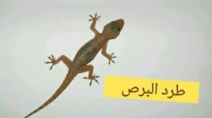 ريم 22 مارس 2020 في 4:25 م. Pin On Ù…Ù‚Ø§ÙˆÙ…Ø© Ø§Ù„Ø­Ø´Ø±Ø§Øª