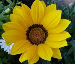 Image result for Gazania krebsiana