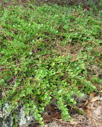 Image result for Crossopetalum