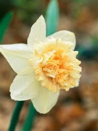 Daffodil Double Hybrids Daffodils Long Lasting Flower Daffodil Bulbs
