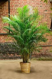 Bird Of Paradise Palm Plant Travelers Palm Bird Of Paradise In 2020 Big Leaf Plants Plants Areca Palm