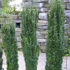 Check spelling or type a new query. 12 Columnar Trees You Must Grow Epic Gardening