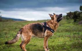 Spotlight On German Shepherd Dogs Space Coast Pet Services German shepherd dogs should always be encouraged to exercise because german shepherd dog is an animal that has a great curiosity. spotlight on german shepherd dogs