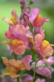 Chiltern Seeds Secure Online Seed Catalogue And Shop Antirrhinum Snapdragons Seed Catalogs