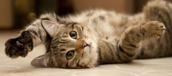You can press the button and let the red laser land in a pinpoint on the floor, or the wall.just out of reach of your cat, and watch him pounce. Hours Of Fun With Cats And Laser Pointers Litter Robot Blog