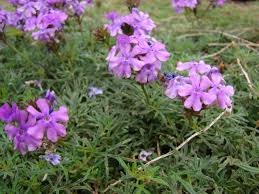 Image result for Verbena × teasii