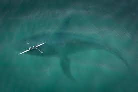 The idea that megalodon could still be roaming the ocean is a complete and total myth. Just How Huge Was The Legendary Megalodon Could We See A Shark Like It Again By Will Lockett Predict Medium