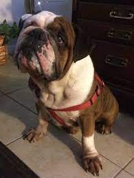 Welcome To Florida English Bulldog Rescue Florida English Bulldog Rescue Bulldog Rescue English Bulldog Bulldog