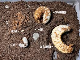 舶来 六脚堂