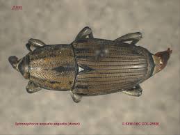 Image result for Daknopholis