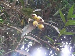 Image result for Syzygium jambos