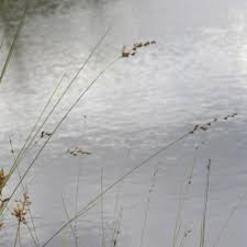 Image result for Scleria melanomphala