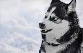 Get healthy puppies professional breeders. How Much Does A Siberian Husky Cost 2021
