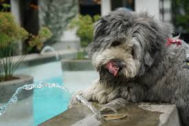 Learn how much water your puppy needs at various stages and how much is too much. How To Hydrate A Dog That Won T Drink Barkly Pets
