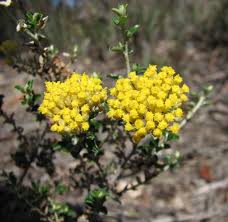 Image result for Agelanthus musozensis