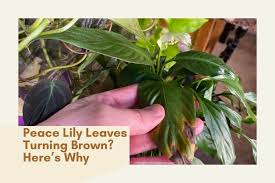 Peace lily overwatered vs under watered plants. Peace Lily Leaves Turning Brown Here S Why Indoor Plants For Beginners