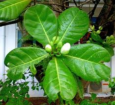 Image result for Barringtonia asiatica